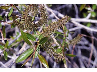 Salix melanopsis (Dusky willow)