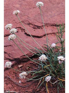 Eriogonum exilifolium (Dropleaf buckwheat)