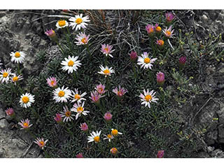 Erigeron compactus (Cushion daisy)