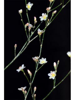 Eriogonum gordonii (Gordon's wild buckwheat)