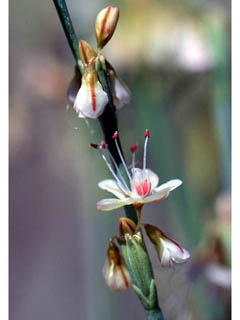 Eriogonum gracile var. gracile (Slender woolly buckwheat)