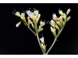 Eriogonum helichrysoides (Spreading buckwheat)