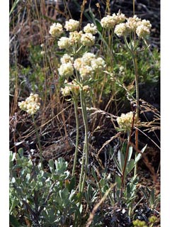Eriogonum heracleoides var. heracleoides (Parsnipflower buckwheat)