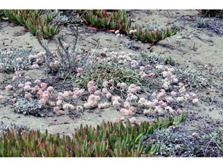 Eriogonum latifolium (Seaside buckwheat)