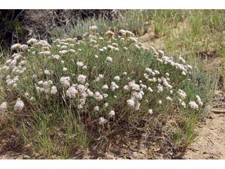 Eriogonum leptophyllum (Slenderleaf buckwheat)
