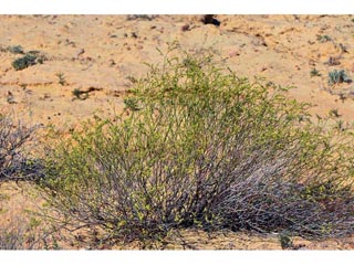 Eriogonum leptocladon var. leptocladon (Sand buckwheat)