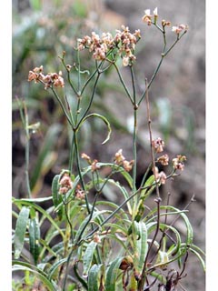 Eriogonum lonchophyllum (Spearleaf buckwheat)