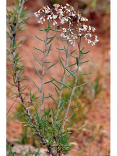 Eriogonum microthecum var. simpsonii (Simpson's buckwheat)