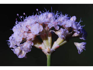 Eriogonum nudum var. auriculatum (Naked buckwheat)
