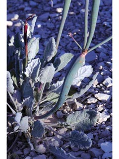 Eriogonum nudum var. indictum (Protruding buckwheat)