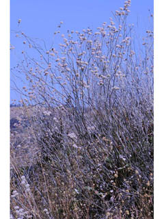 Eriogonum nudum var. oblongifolium (Naked buckwheat)