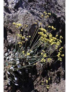 Eriogonum nudum var. westonii (Weston's buckwheat)