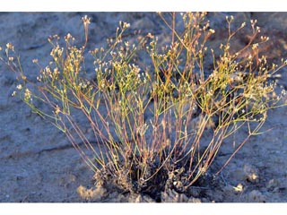 Eriogonum ostlundii (Elsinore buckwheat)