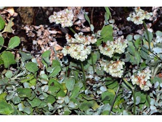 Eriogonum ovalifolium var. pansum (Cushion buckwheat)