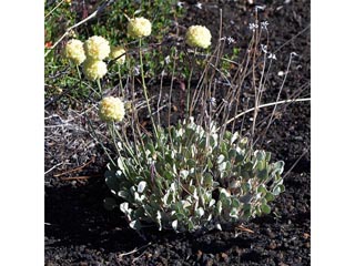 Eriogonum ovalifolium var. purpureum (Cushion buckwheat)