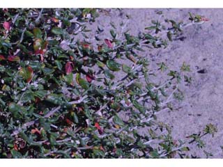 Eriogonum parvifolium (Seacliff buckwheat)