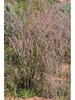 Eriogonum polycladon (Sorrel buckwheat)