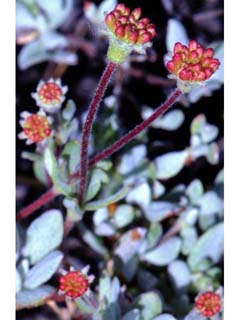 Eriogonum prattenianum var. prattenianum (Nevada city buckwheat)