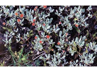 Eriogonum prattenianum (Nevada city buckwheat)