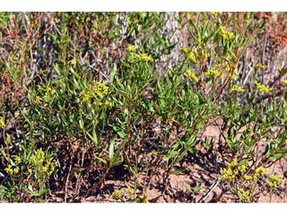 Eriogonum smithii (Flat-top buckwheat)