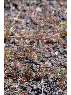 Eriogonum spergulinum var. reddingianum (Redding buckwheat)