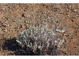 Eriogonum strictum var. proliferum (Blue mountain buckwheat)
