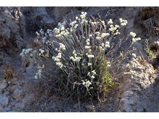 Eriogonum strictum ssp. proliferum (Blue mountain buckwheat)