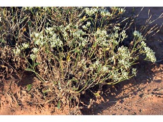 Eriogonum thompsoniae var. albiflorum (Virgin buckwheat)