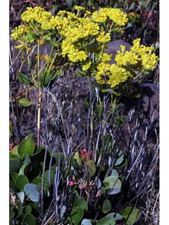 Eriogonum umbellatum var. ellipticum (Sulphur-flower buckwheat)