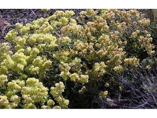 Eriogonum umbellatum var. nevadense (Sulphur-flower buckwheat)