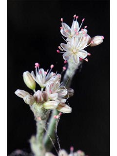 Eriogonum vestitum (Idria buckwheat)
