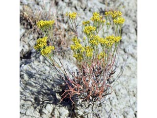 Eriogonum viridulum (Clay hill buckwheat)