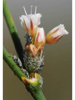 Eriogonum ammophilum (Ibex buckwheat)