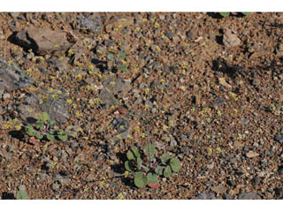Eriogonum collinum (Hill buckwheat)