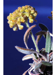 Eriogonum flavum var. flavum (Alpine golden buckwheat)