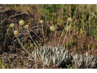 Eriogonum loganum (Cache valley buckwheat)
