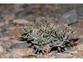 Eriogonum microthecum var. lapidicola (Slender buckwheat)