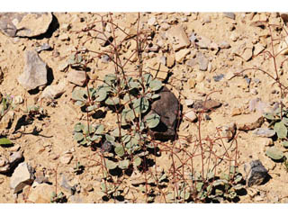 Eriogonum nutans var. glabratum (Dugway buckwheat)