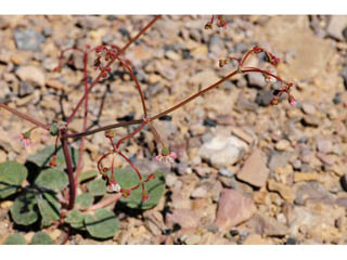 Eriogonum nutans var. nutans (Dugway buckwheat)