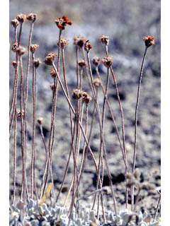 Eriogonum ovalifolium var. depressum (Cushion buckwheat)