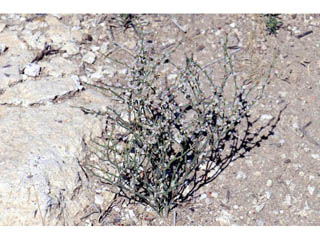 Eriogonum palmerianum (Palmer's buckwheat)