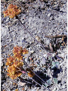 Eriogonum umbellatum var. cladophorum (Sulphur-flower buckwheat)