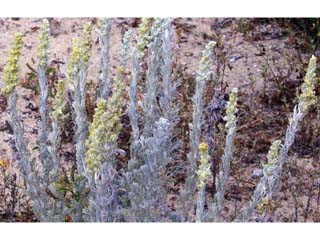 Artemisia californica (Coastal sagebrush)