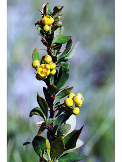 Berberis fendleri (Colorado barberry)