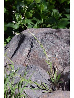 Hackelia patens (Spotted stickseed)