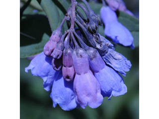Mertensia ciliata var. ciliata (Tall fringed bluebells)