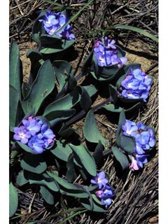 Mertensia humilis (Rocky mountain bluebells)