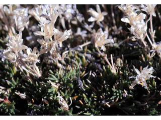 Minuartia austromontana (Columbian stitchwort)