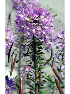Peritoma serrulata (Rocky mountain bee-plant)