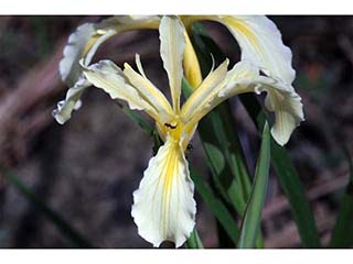 Iris hartwegii ssp. hartwegii (Rainbow iris)